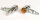HIGHSIDER smart Micro-Bullet Glühlampen Blinker Gehäuse Chrom / Linse Orange (Paar), Vorn & Hinten